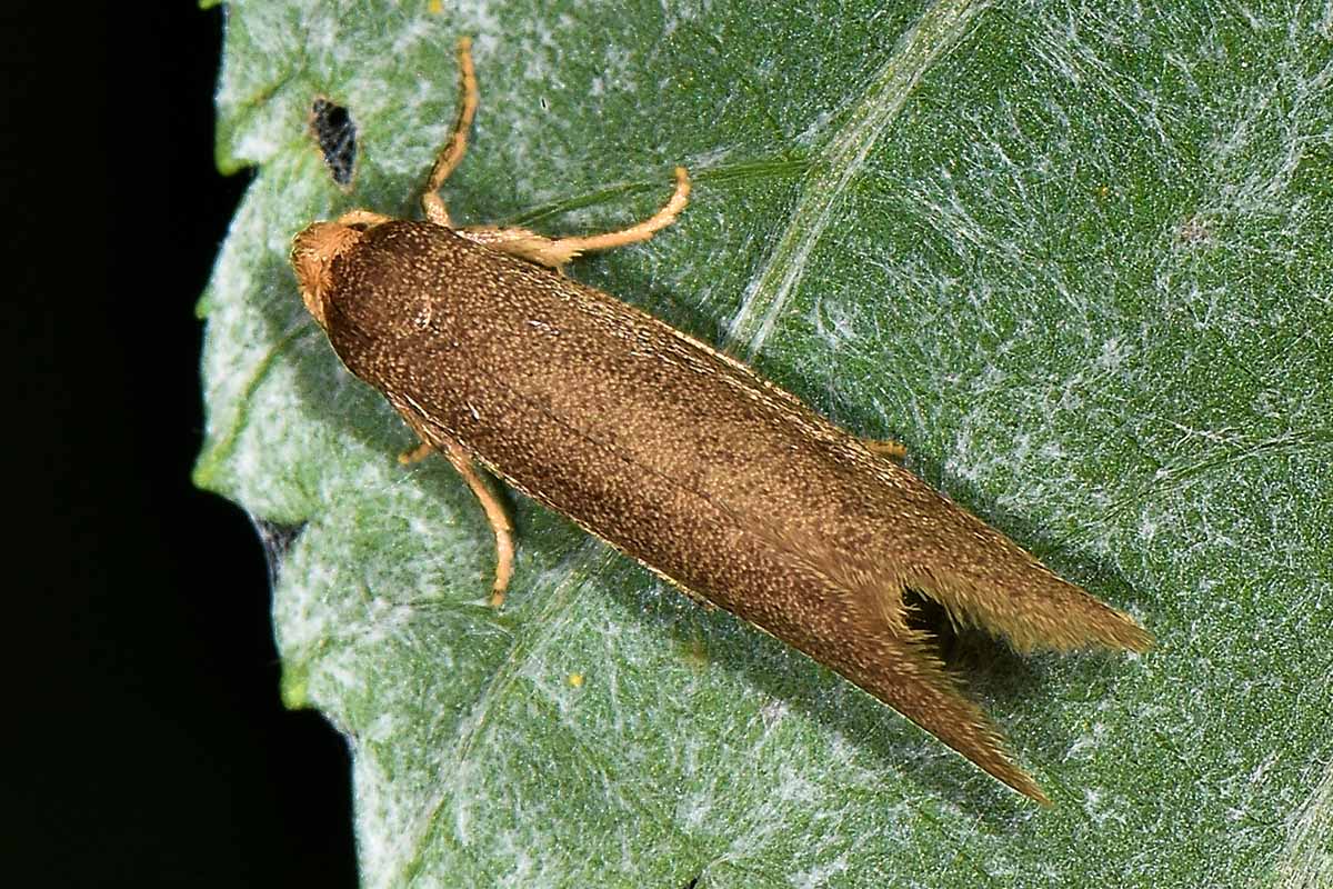 Gelechiidae? No, Lypusidae: cfr.  Agnoea (= Pseudoatemelia) sp.